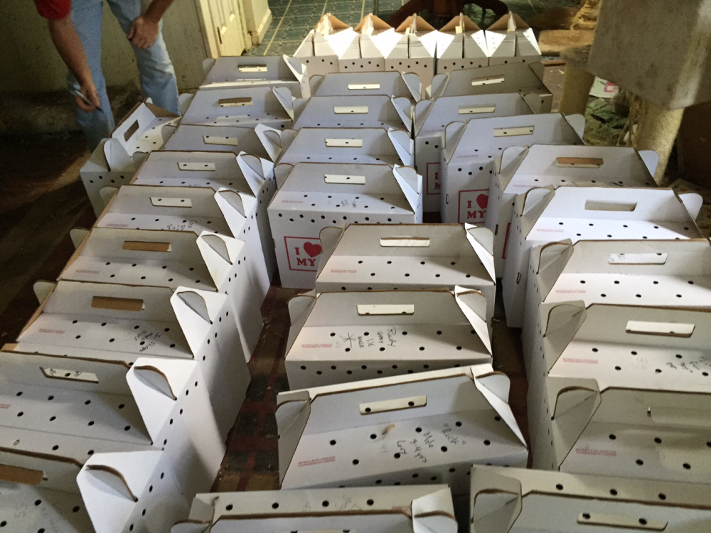 Each box has a cat in it after police removed them from a home in Falls Church, Virginia. (Courtesy Fairfax County Police Department)