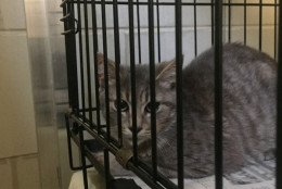 An investigation in hoarding continues after about  80 cats were found in a Falls Church, Virginia, home. (Courtesy Fairfax County Police Department)