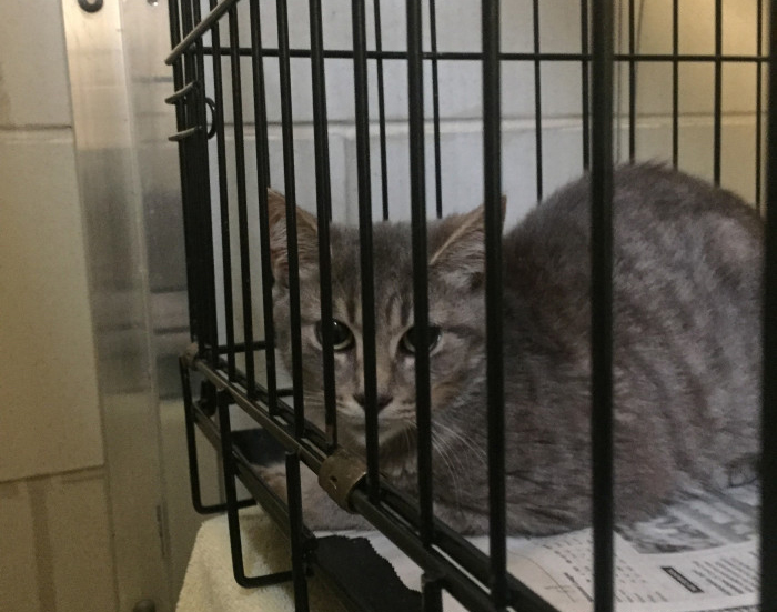 An investigation in hoarding continues after about  80 cats were found in a Falls Church, Virginia, home. (Courtesy Fairfax County Police Department)