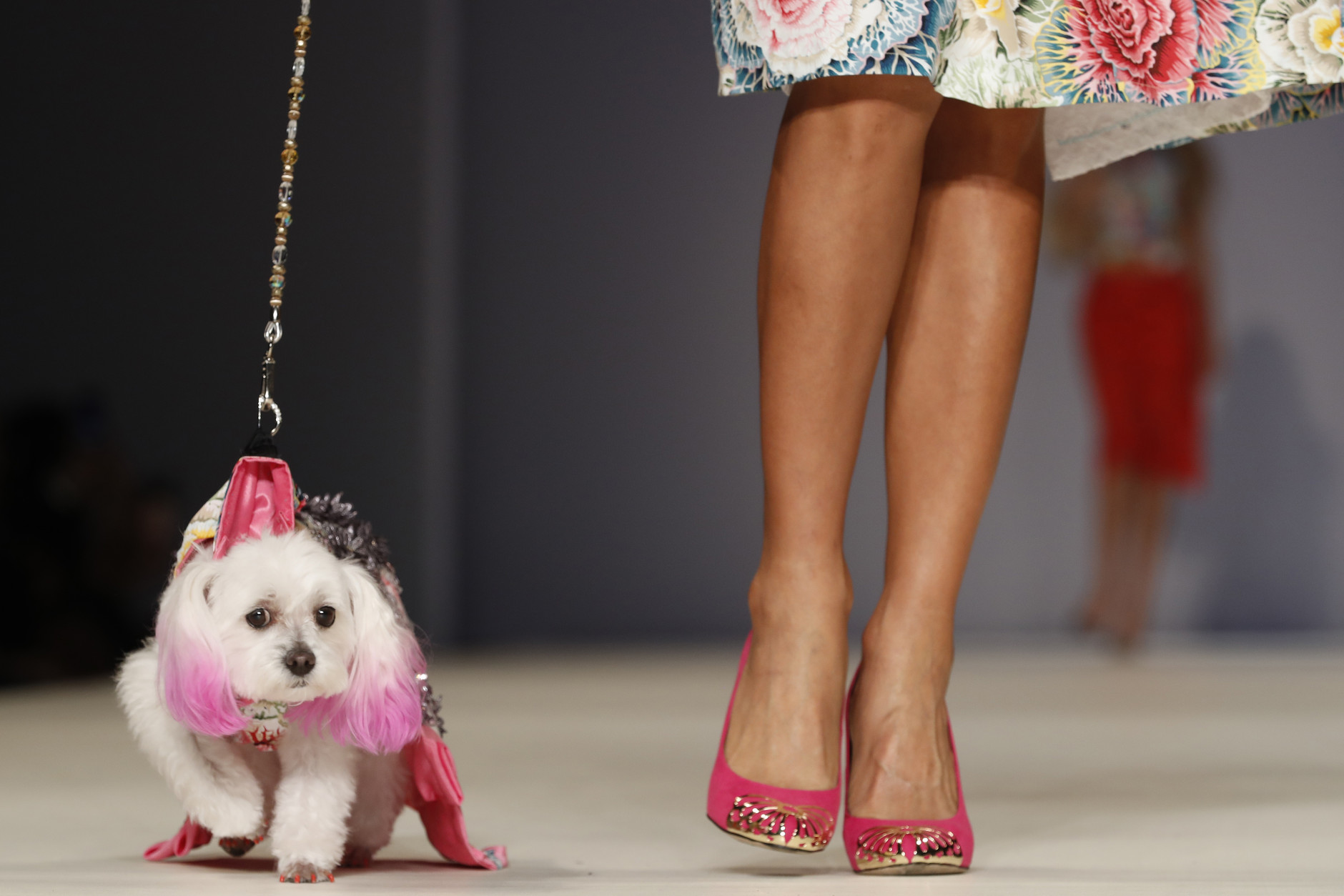 CORRECTS SPELLING OF CANINE - The Anthony Rubio canine couture and woman's wear collection is modeled during Fashion Week in New York, Friday, Sept. 9, 2016. (AP Photo/Mary Altaffer)