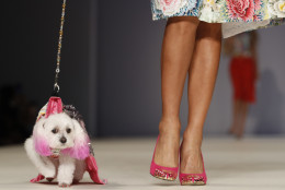 CORRECTS SPELLING OF CANINE - The Anthony Rubio canine couture and woman's wear collection is modeled during Fashion Week in New York, Friday, Sept. 9, 2016. (AP Photo/Mary Altaffer)