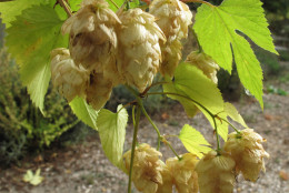This Oct. 2, 2013 photo shows hop flowers that are both ornamental and edible in a garden in Langley, Wash. Hops are an easy-to-grow perennial that greatly enhance a beers flavor when picked fresh. (AP Photo/Dean Fosdick)