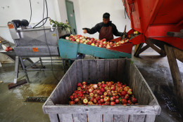 In this Oct. 14, 2014 photo, Perry Loyola sorts apples before they are pressed for juice and used for cider at Samascott Orchards in Kinderhook, N.Y. Apple growers are tapping into the hard cider revenue stream after sales of hard cider in the U.S. have tripled over the last three years to $1.3 billion in 2013. (AP Photo/Mike Groll)