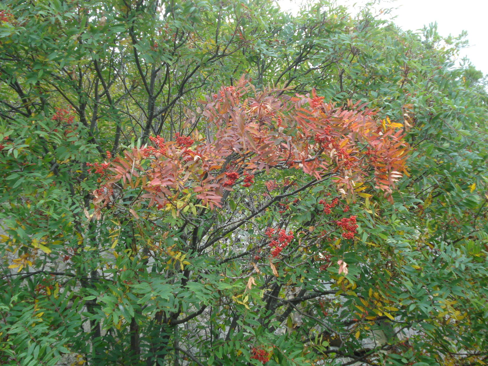 A mountain ash adorned with berries begins its color change early. The most brilliant display of fall colors along Skyline Drive tend to occur in mid-October. (Courtesy National Park Service)
