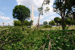 Trees were downed on the Mall in the July 19 storm. (WTOP/Dave Dildine)