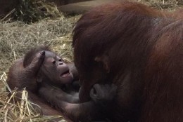 Batang and bonds with her infant in the Great Ape House at the Smithsonian’s National Zoo in Washington, D.C. The baby Orangutan was born at 8:52 p.m. on Sept. 12, 2016. (Amanda Bania/Smithsonian’s National Zoo)