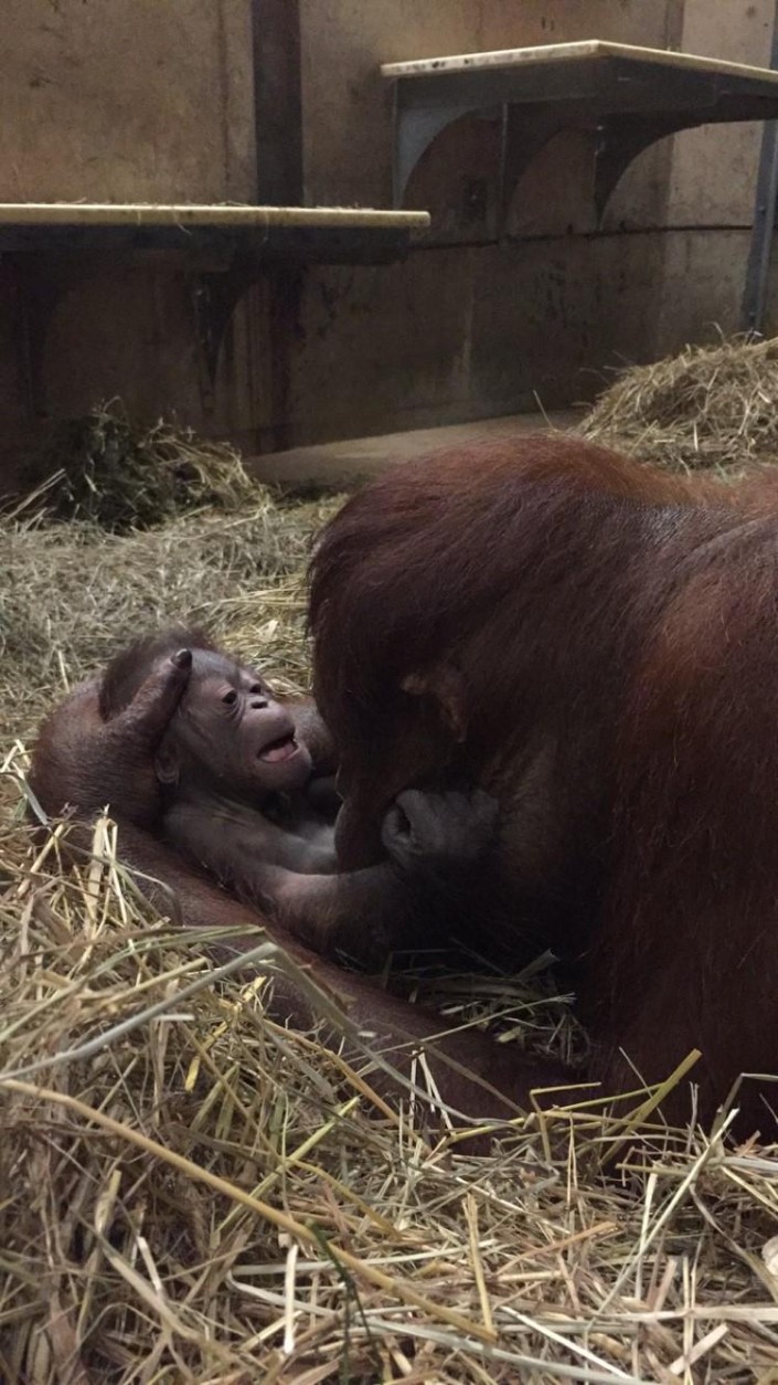 Batang and bonds with her infant in the Great Ape House at the Smithsonian’s National Zoo in Washington, D.C. The baby Orangutan was born at 8:52 p.m. on Sept. 12, 2016. (Amanda Bania/Smithsonian’s National Zoo)