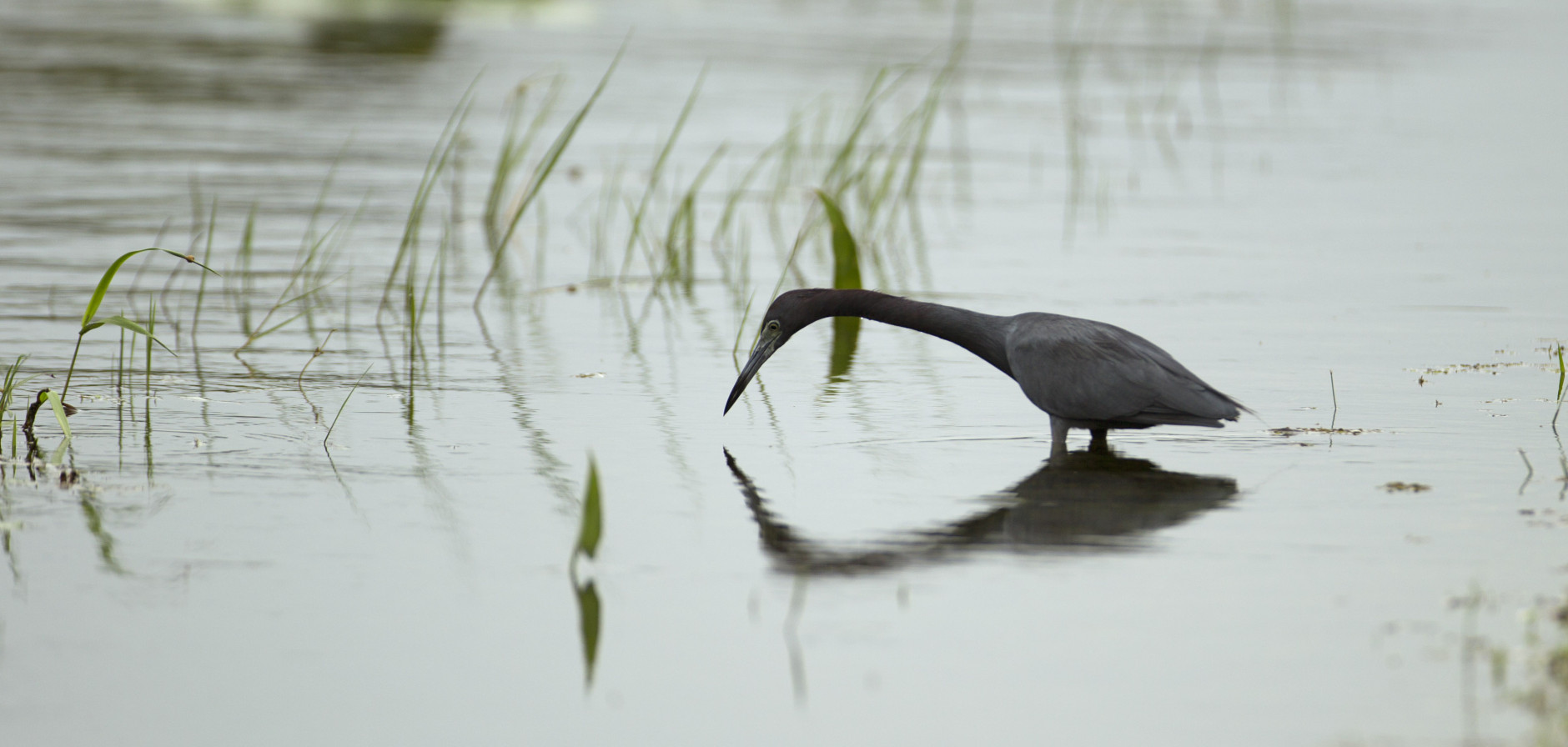 A small blue heron tries to catch a fish in the waters of the Florida Everglades National Park Sunday, Oct. 30, 2011. (AP Photo/J Pat Carter)