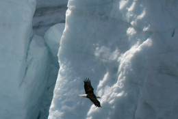 An American Bald eagle soars in front of the Margerie Glacier in Glacer Bay National Park, Alaska, Tuesday June 13, 2006. (AP Photo/Dr. Scott M. Lieberman)