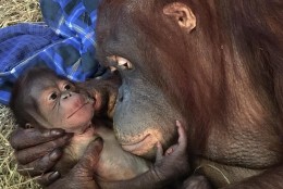 Photo of Batang and her baby orangutan
