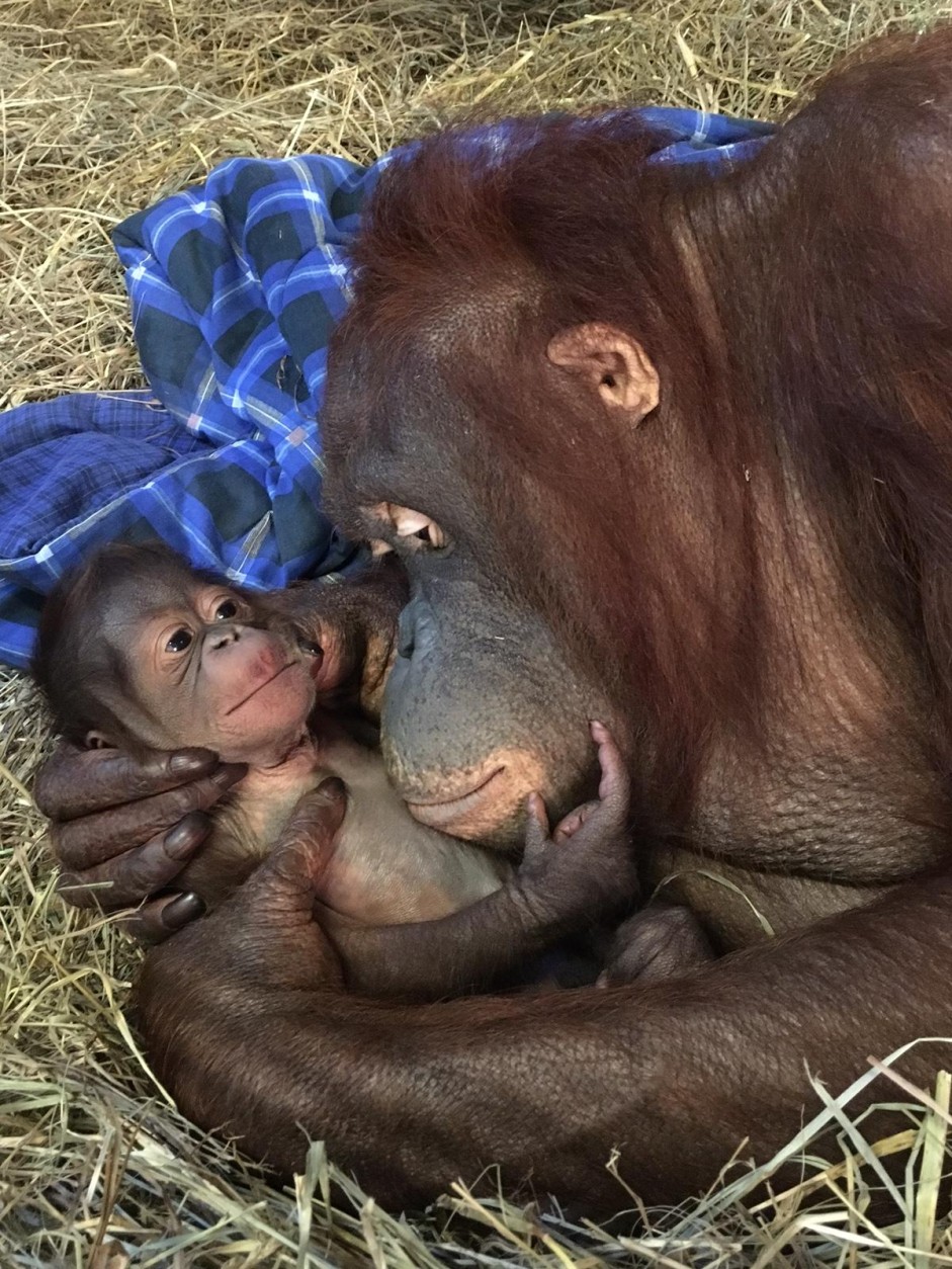 Photo of Batang and her baby orangutan