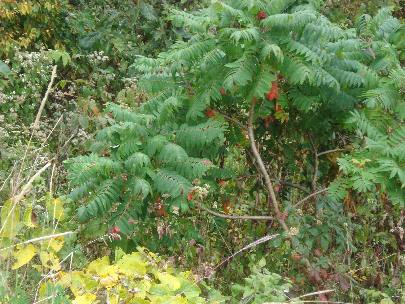 Here, sumac is pictured in Shenandoah National Park on Thursday. (Courtesy National Park Service)