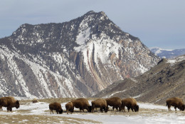 FILE - In This Feb.14, 2011 file photo a group of bison graze, just inside Yellowstone National Park near Gardiner, Mont. State and federal agencies will consider the next steps in managing Yellowstone National Park's wild bison herd after a judge blocked a move to open new habitat to the animals.   (AP Photo/Ted S. Warren,File)