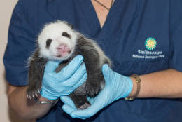 Bao Bao is seen as a baby. (Courtesy Smithsonian Institution/Abby Wood)