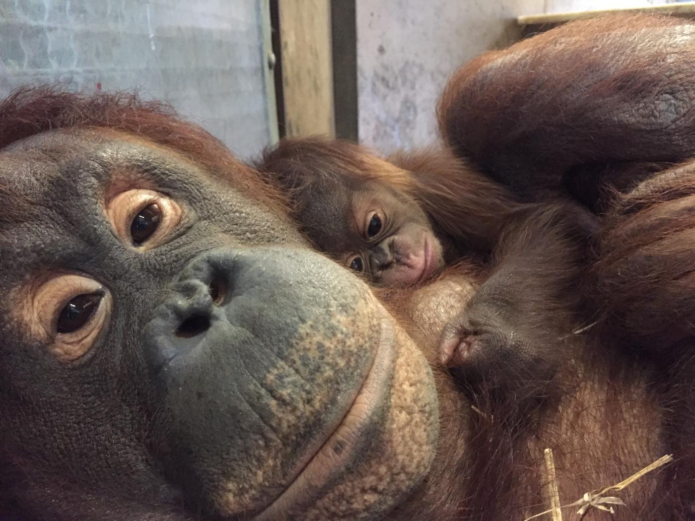 Batang and her baby Redd, a Bornean orangutan born on Sept. 12. (Courtesy 