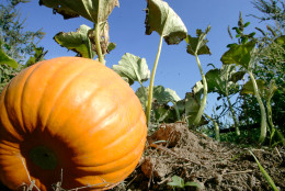A pumpkin is seen on the vine in a patch at the Soergel farm in Wexford, Pa. Tuesday, Sept. 23, 2008. (AP Photo/Keith Srakocic)