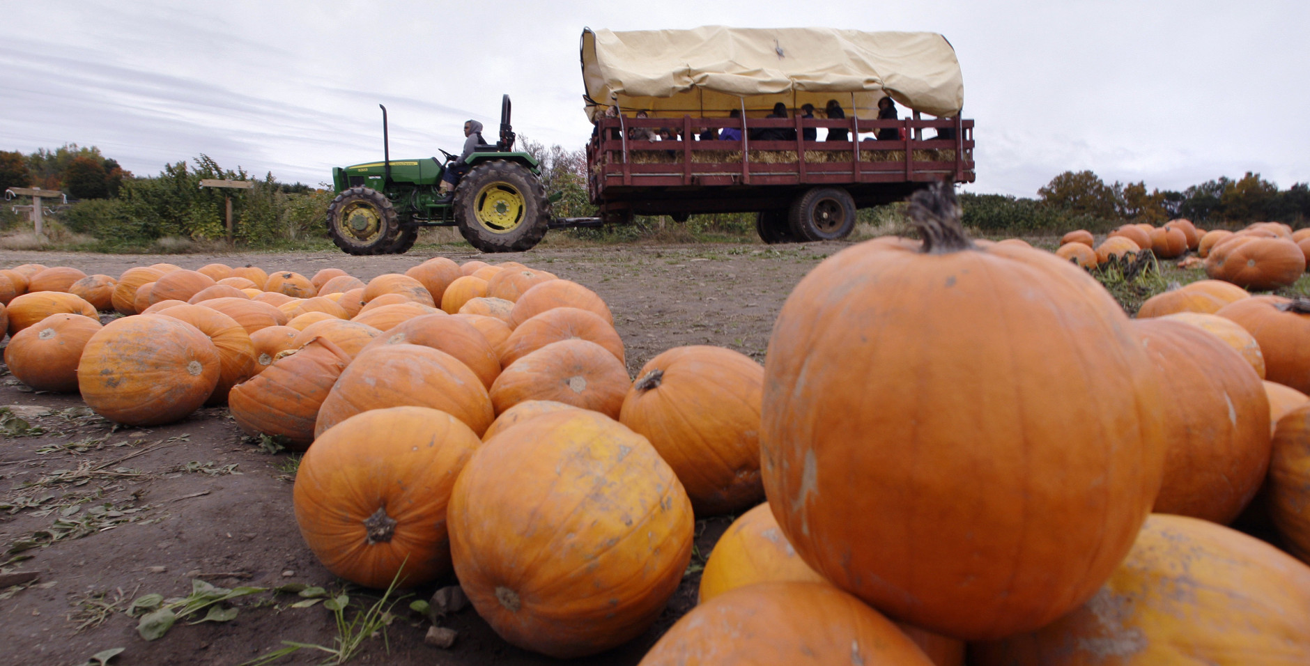 A tractor pulls a group of children on a hay ride through the pumpkin patch at Smolak Farms in North Andover, Mass., Thursday, Oct. 15, 2009. (AP Photo/Charles Krupa)