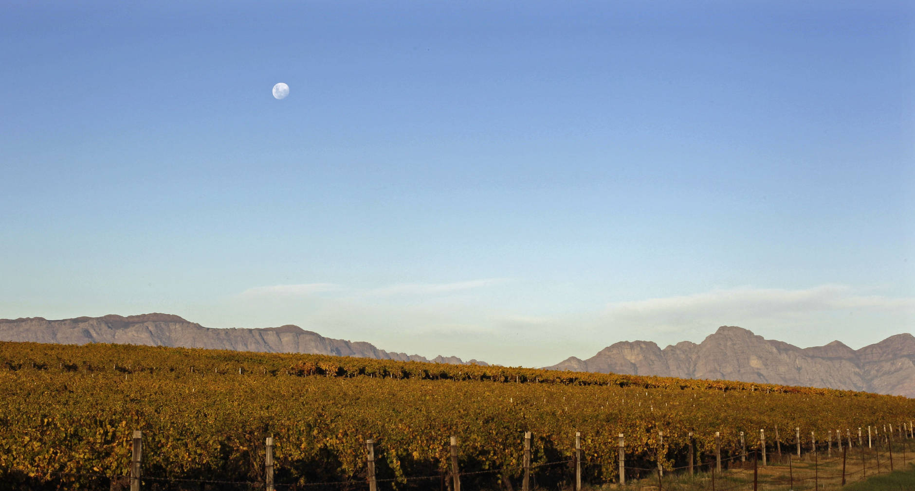 The moon is eeen  over a vineyard near the small wine producing community of  Riebeek Kasteel situated on the outskirts of  Cape Town, South Africa, Saturday, June 2, 2012. South Africa is known for its quality wine and exports some of its finest wine to international markets yearly. (AP Photo/Schalk van Zuydam)