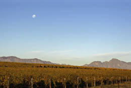 The moon is eeen  over a vineyard near the small wine producing community of  Riebeek Kasteel situated on the outskirts of  Cape Town, South Africa, Saturday, June 2, 2012. South Africa is known for its quality wine and exports some of its finest wine to international markets yearly. (AP Photo/Schalk van Zuydam)
