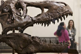 FILE - In this April 15, 2014 file photo, a cast of a Tyrannosaurus rex discovered in Montana greets visitors as they enter the Smithsonian Museum of Natural History in Washington. . A record number of U.S. tourists visited Washington last year. The citys tourism bureau, Destination DC, announced Tuesday, May 3, 2016, that the nations capital welcomed 19.3 million domestic visitors in 2015. Thats up one million from the 2014 total, and it shows the continuing strength of Washingtons tourism industry after the Great Recession. (AP Photo/J. Scott Applewhite, File)