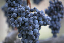 Cabernet Sauvignon grapes hang in the Dragon's Terrace vineyard before being harvested at the Quintessa winery Wednesday, Sept. 28, 2016, in Rutherford, Calif. Harvest began at the Napa Valley winery on September 8 and will continue through October. A fantastic vintage for 2016 is expected. (AP Photo/Eric Risberg)