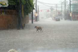 A dog crosses a street under heavy rain in downtown Kingston, Jamaica, Sunday Oct. 2 , 2016. An extremely dangerous Hurricane Matthew is moving slowly over the Caribbean. It's following a track that authorities are warning could trigger devastation in parts of Haiti.(AP Photo/Collin Reid)