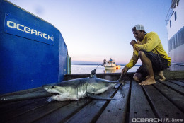 In this Aug. 28, 2016 photo provided by OCEARCH, Capt. Brett McBride kneels beside a juvenile female great white shark named Montauk after researchers tagged and sampled her off the point of Montauk, N.Y. The  expedition said it has confirmed that waters between southern Massachusetts and New York's Long Island point are a “nursery” where the powerful predators spend much of the first year of their lives feeding and growing. (Robert Snow/OCEARCH via AP)
