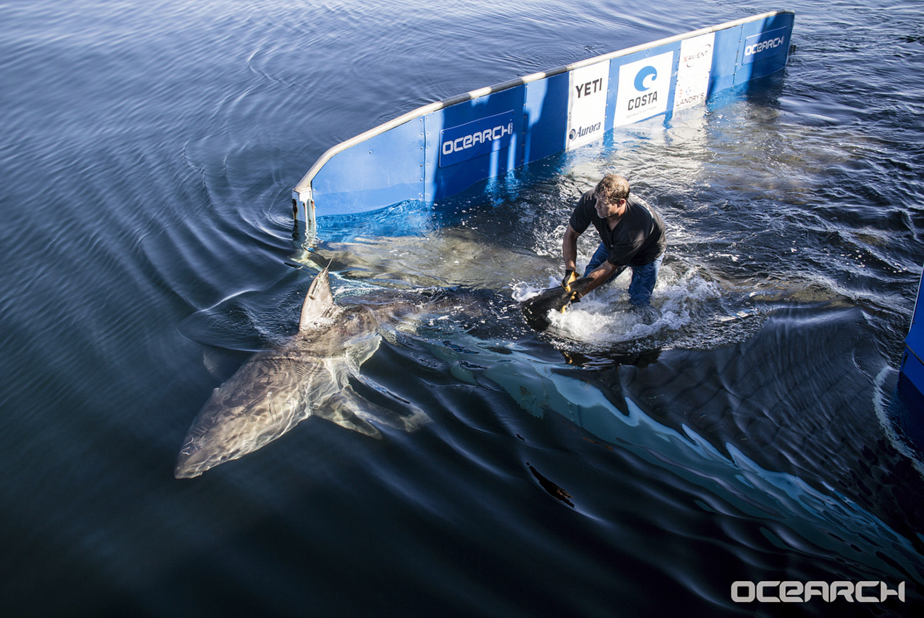 In this Sept. 22, 2016 photo provided by OCEARCH, a female great white shark named Miss Costa swims off a shark lift after researchers tagged and sampled her off Nantucket, Mass. The  expedition said it has confirmed that waters between southern Massachusetts and New York's Long Island point are a “nursery” where the powerful predators spend much of the first year of their lives feeding and growing. (Robert Snow/OCEARCH via AP)
