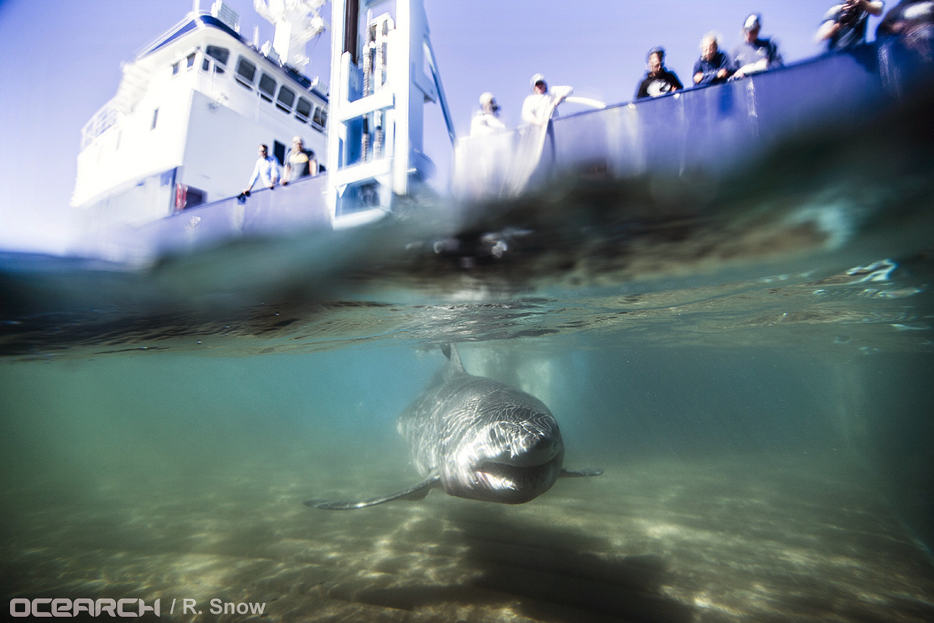 In this Aug. 23, 2016 photo provided by OCEARCH, a juvenile male great white shark named Paumanok swims away after researchers tagged and sampled him off the point of Montauk, N.Y. The expedition said it has confirmed that waters between southern Massachusetts and New York's Long Island point are a “nursery” where the powerful predators spend much of the first year of their lives feeding and growing. (Robert Snow/OCEARCH via AP)