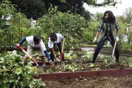 First lady Michelle Obama right, and school children harvest sweet potatoes during the harvest of the White House Kitchen Garden on the South Lawn in Washington, Thursday, Oct. 6, 2016. (AP Photo/Manuel Balce Ceneta)