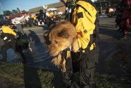 A swiftwater rescue team member holds a dog that was rescued from floodwaters caused by rain from Hurricane Matthew in Lumberton, N.C., Monday, Oct. 10, 2016. (AP Photo/Mike Spencer)