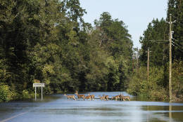A herd of deer crosses a flooded Highway 9 near Nichols, S.C. on Tuesday, Oct. 11, 2016. The town was hit with heavy flooding after Hurricane Matthew. (AP Photo/Rainier Ehrhardt)