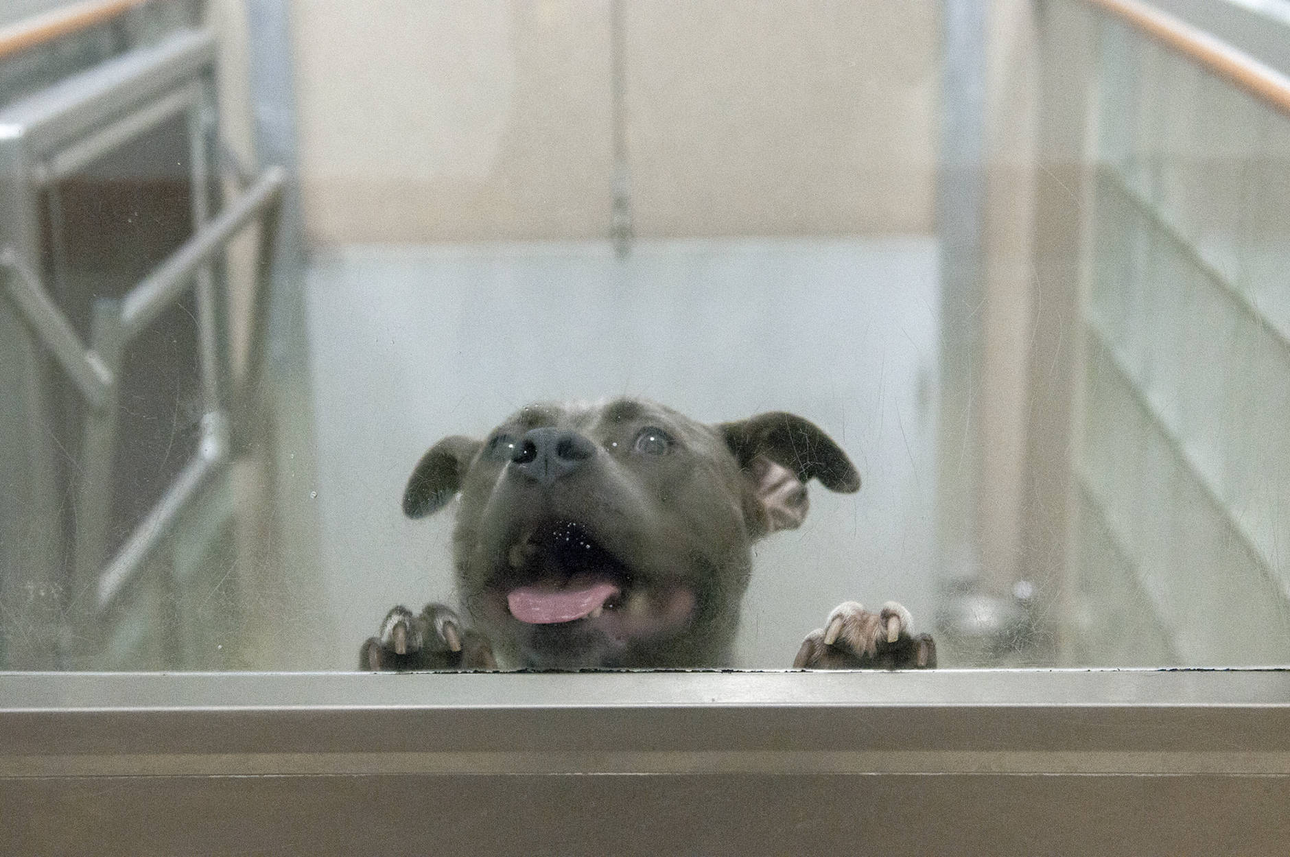 Animals from hurricane-vulnerable shelter up for adoption in DC - WTOP News