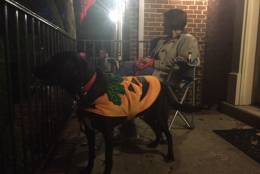 Barkley the pup is ready for trick-or-treating in his pumpkin costume. (WTOP/Mike Jakaitis)