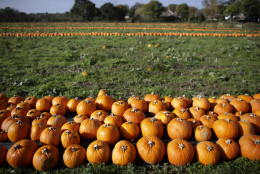 LANDFORD, UNITED KINGDOM - OCTOBER 22:  Pumpkins in a field at Lyburn Farm in Landford wait to be picked and collected on October 22, 2014 in Wiltshire, England. Although some farmers have been warning of a pumpkin shortage due to the recent wet weather, the main supermarkets are confident of meeting demand which has increased as the popularity of Halloween grows in the UK. Out of the 10 million pumpkins it is estimated that will be grown this year, the majority will be made into Halloween lanterns.  (Photo by Matt Cardy/Getty Images)