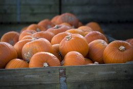 LANDFORD, UNITED KINGDOM - OCTOBER 22:  Pumpkins from Lyburn Farm in Landford are collected for market on October 22, 2014 in Wiltshire, England. Although some farmers have been warning of a pumpkin shortage due to the recent wet weather, the main supermarkets are confident of meeting demand which has increased as the popularity of Halloween grows in the UK. Out of the 10 million pumpkins it is estimated that will be grown this year, the majority will be made into Halloween lanterns.  (Photo by Matt Cardy/Getty Images)