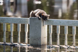 FAIR BLUFF, NC - OCTOBER 11: A cat is stranded on a fence due to floodwaters from the Lumber River on October 11, 2016  in Fair Bluff, North Carolina. Thousands of homes have been damaged in North Carolina as a result of Hurricane Matthew and many are still under threat of flooding. (Photo by Sean Rayford/Getty Images)
