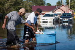 LUMBERTON, NC - OCTOBER 12: Two men rescue a dog from floodwaters on October 12, 2016 in Lumberton, North Carolina. Hurricane Matthew's heavy rains ended over the weekend, but flooding is still expected for days in North Carolina. (Photo by Sean Rayford/Getty Images)