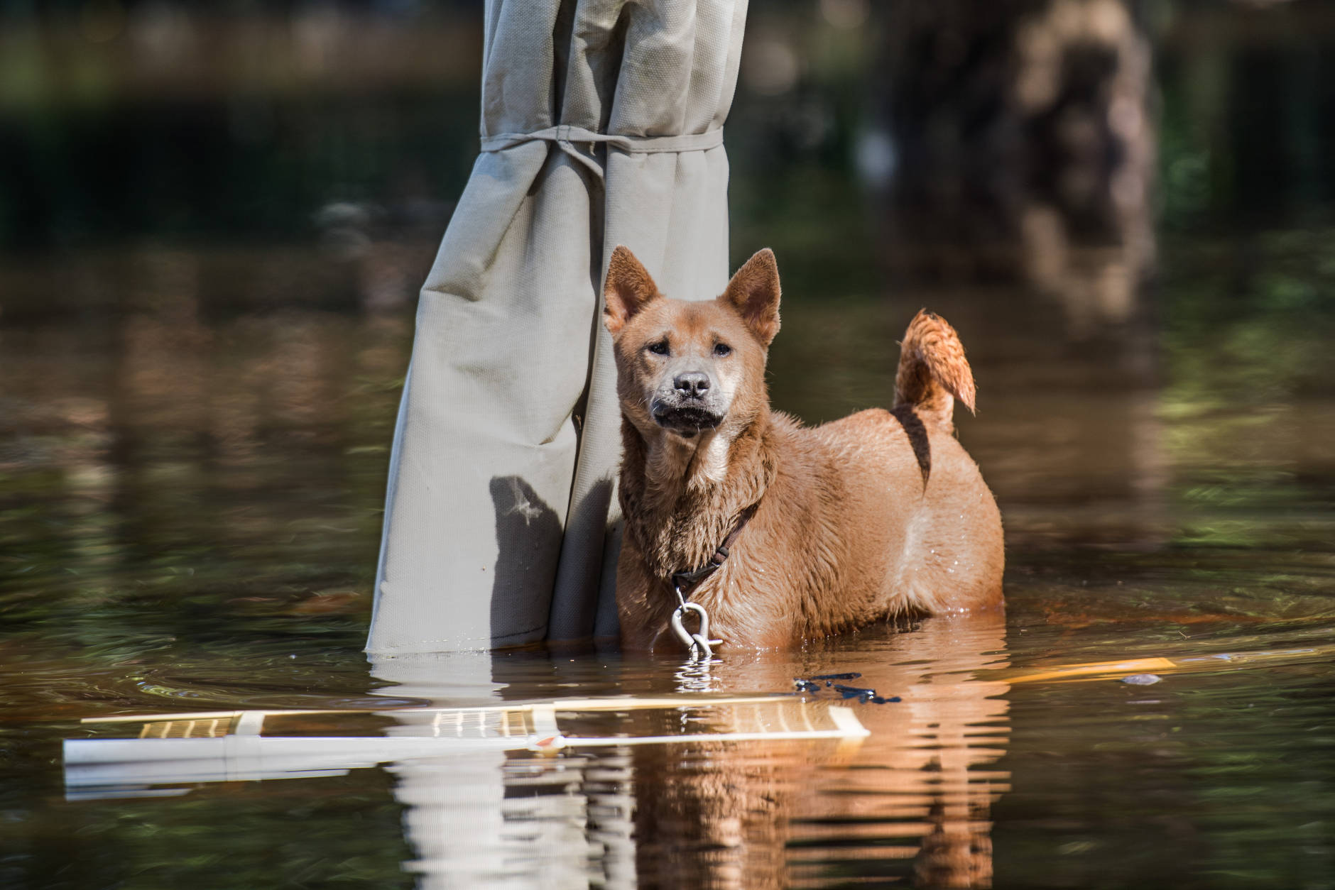 LUMBERTON, NC - OCTOBER 12: A dog stands on top of a patio table in floodwaters from the Lumber River on October 12, 2016 in Lumberton, North Carolina. Hurricane Matthew's heavy rains ended over the weekend, but flooding is still expected for days in North Carolina.(Photo by Sean Rayford/Getty Images)