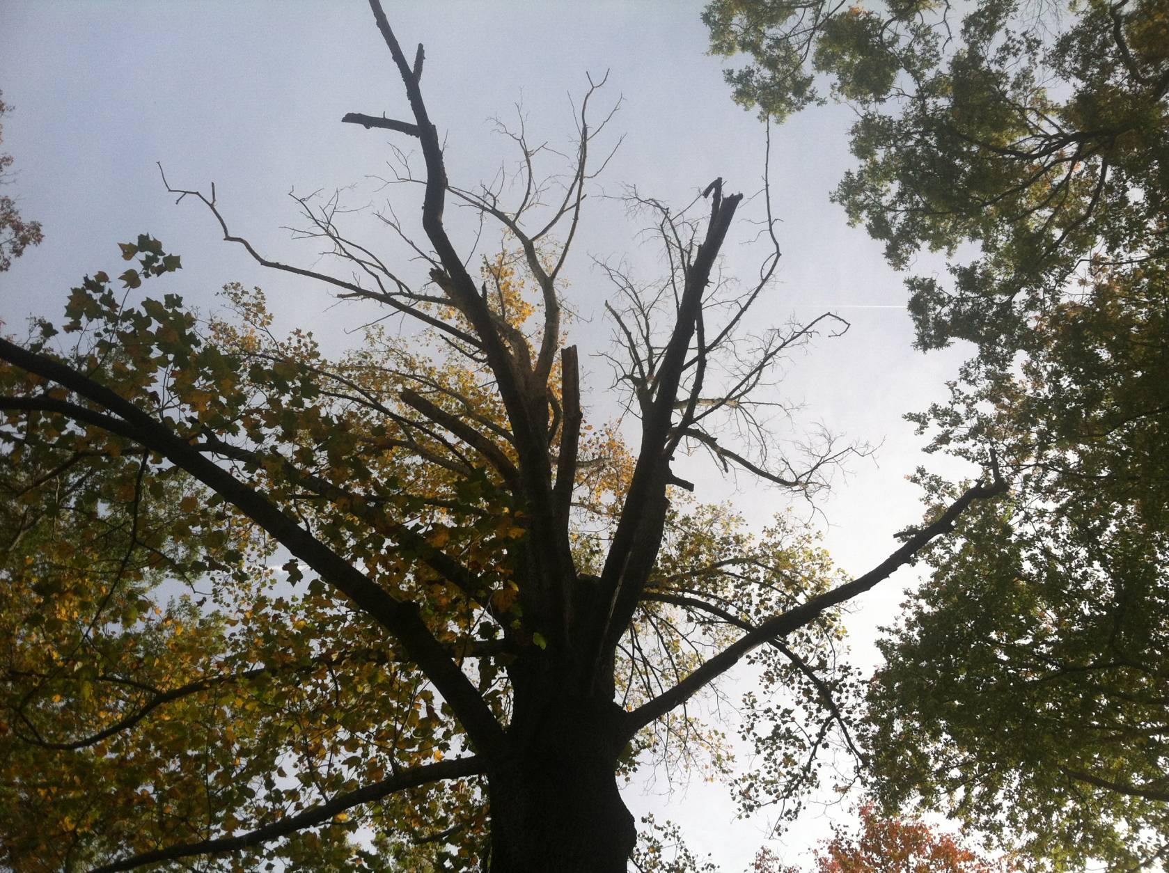 The pictured dead branches that are more than 2 inches wide indicate this tree in Burtonsville, Maryland, may be dying. (WTOP/Sae Robinson)