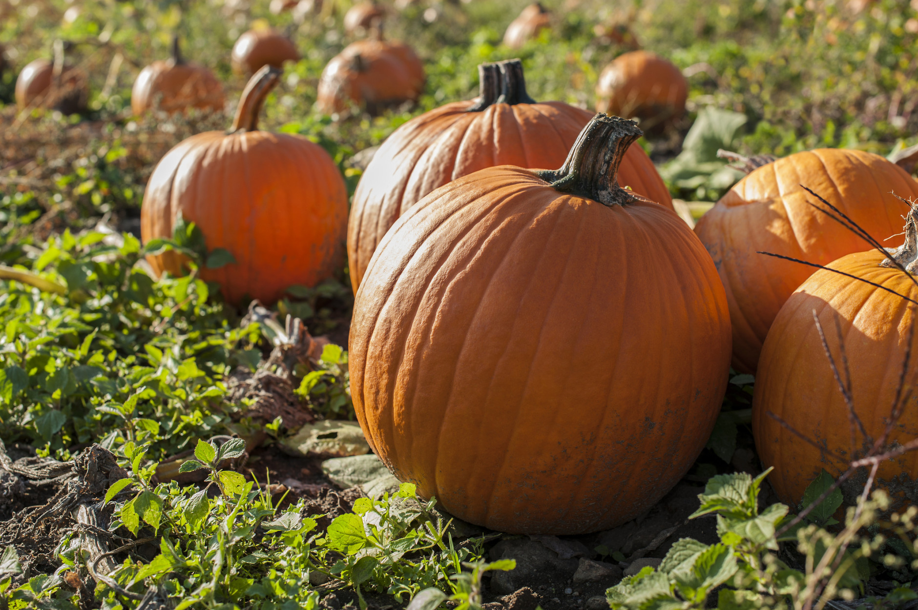 Leave pumpkins alone until they’re fully colored up. (Getty Images/iStockphoto/AllenSphoto)
