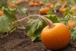 One small orange pumpkin in the foreground in a pumpkin patch
