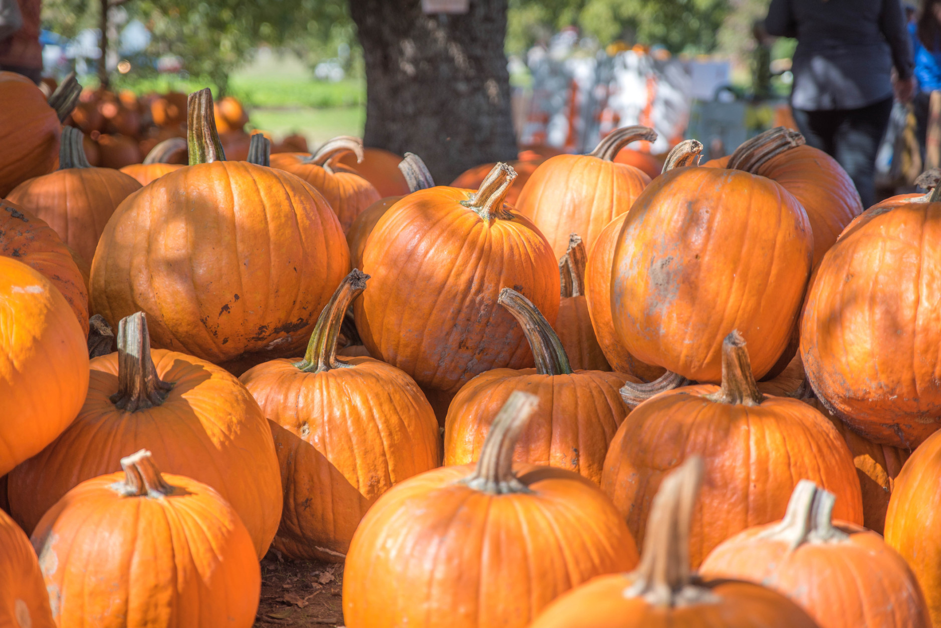<p>The pumpkin season at <a href="http://www.yankeyfarms.com/pumpkin_patch.htm" target="_blank" rel="noopener">Yankey Farms</a> in Prince William County, Virginia, begins the last weekend in September. They offer a &#8220;pick your own&#8221; pumpkin patch but will not have hayrides this year.</p>
<p>However, they are offering a corn maze and small farm animal exhibit that is free for those picking pumpkins. They also have apples, honey, corn shocks, straw bales, gourds and more.</p>
