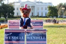 My dog, Wendell is a 6 year old Yorkshire Terrier. His costume is a Candidate for President this year. His campaign slogan is "Put Wendell in the White House."