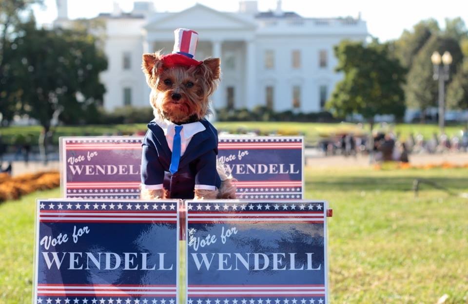 My dog, Wendell is a 6 year old Yorkshire Terrier. His costume is a Candidate for President this year. His campaign slogan is "Put Wendell in the White House."