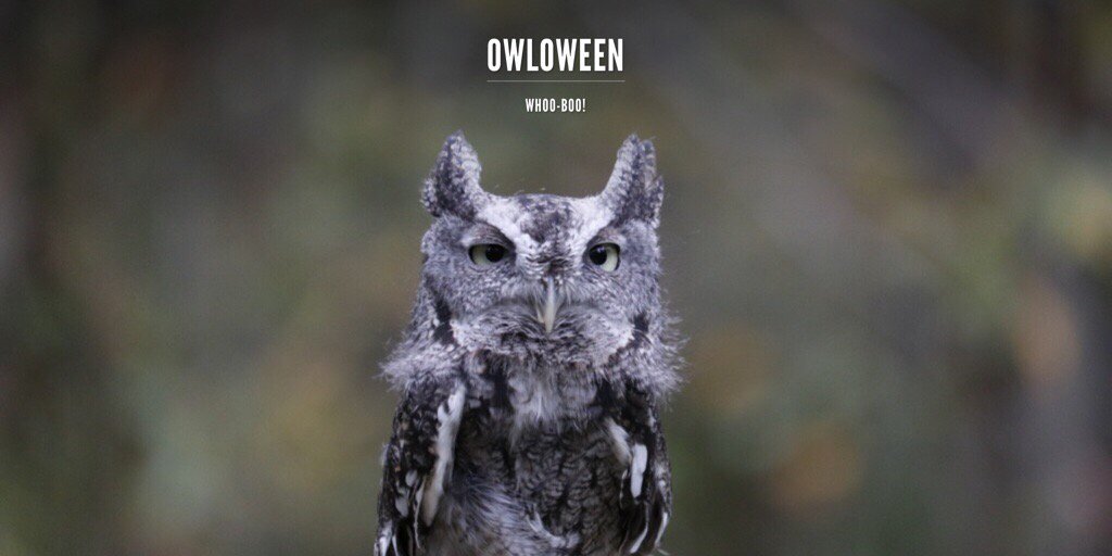 It's 'OWLoween,' courtesy of WTOP's Kate Ryan.