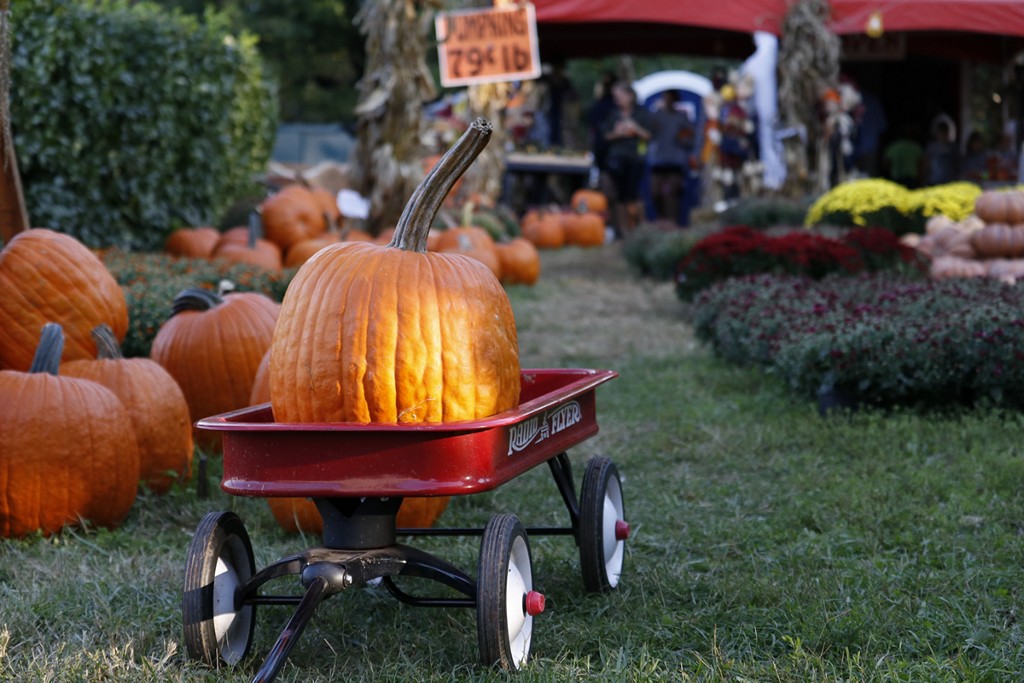 WTOP's Kate Ryan visits a Maryland pumpkin patch ahead of Halloween. 