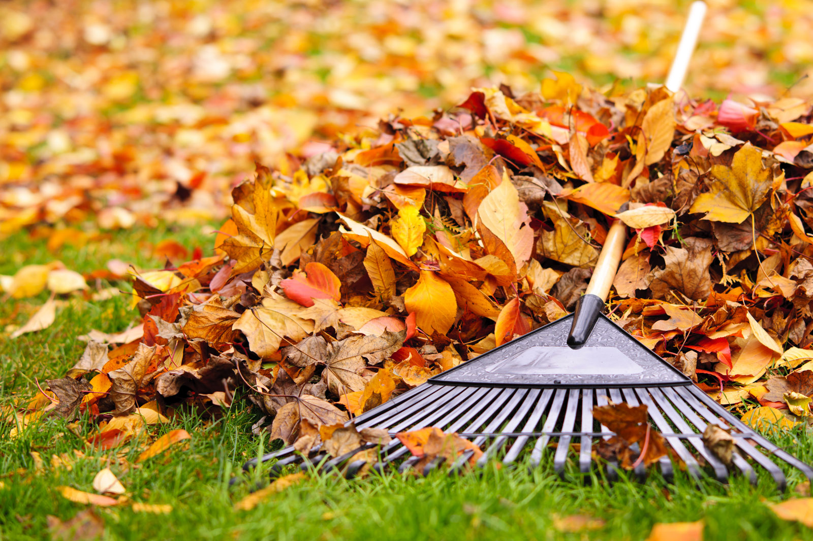 Garden Editor Mike McGrath says leaves are presents for your lawn. He recommends mowing the leaves promptly and using them for mulch. (Thinkstock) 