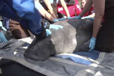 Pregnant manatee flown from Connecticut aquarium to Florida