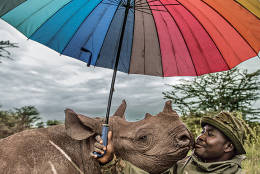 Inspiring rangers are hand-raising three baby rhinos at Lewa Wildlife Conservancy in Kenya. The photo is part of the National Geographic exhibition "@NATGEO: The Most Popular Instagram Photos,” open at the National Geographic Museum in Washington D.C. from November 11, 2016 – April 30, 2017. (Ami Vitale/National Geographic)